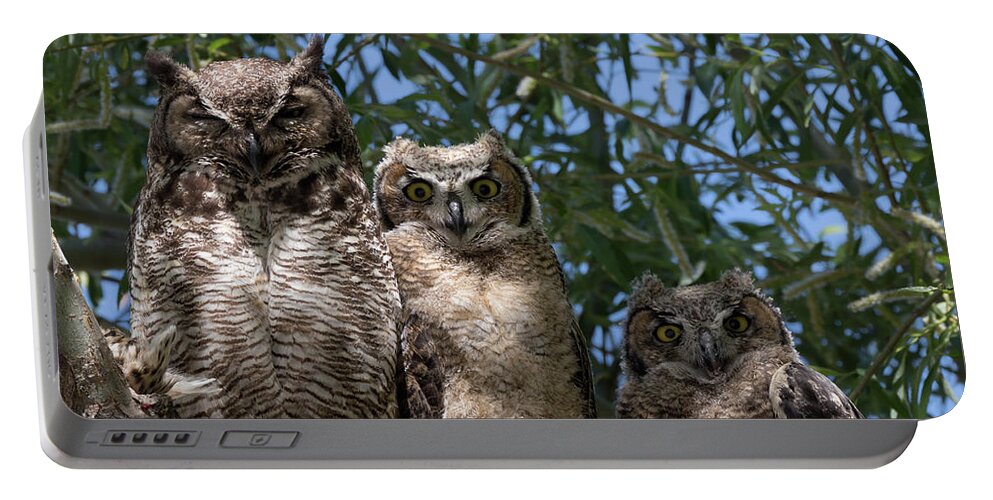 Owls Portable Battery Charger featuring the photograph Three Great Horned Owls Family Portrait by Kathleen Bishop