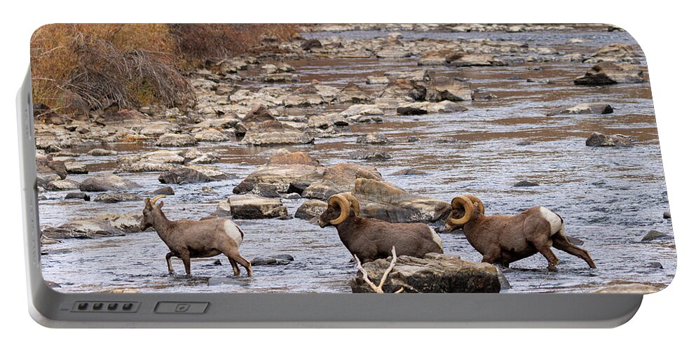 Bighorn Sheep Portable Battery Charger featuring the photograph Three in the River by Steven Krull