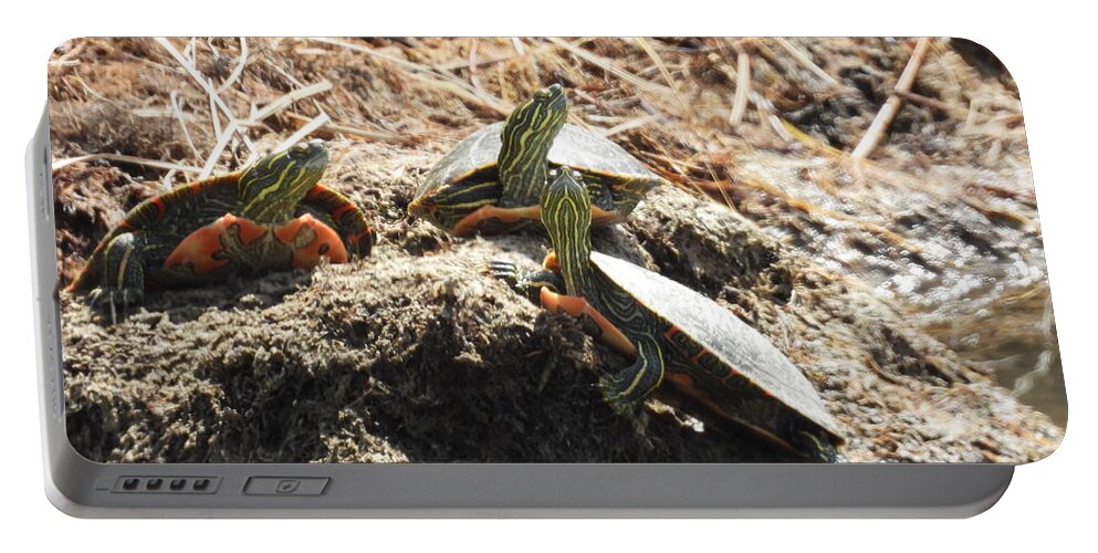 Turtles Portable Battery Charger featuring the photograph Three Little Turtles by Amanda R Wright