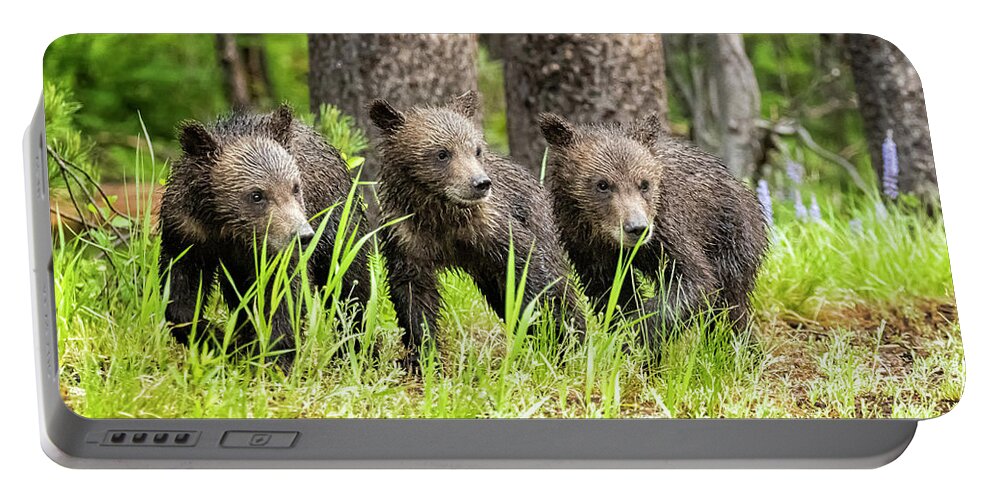 Grizzly Portable Battery Charger featuring the photograph Three of Four of Grizzly 399's Cubs by Belinda Greb
