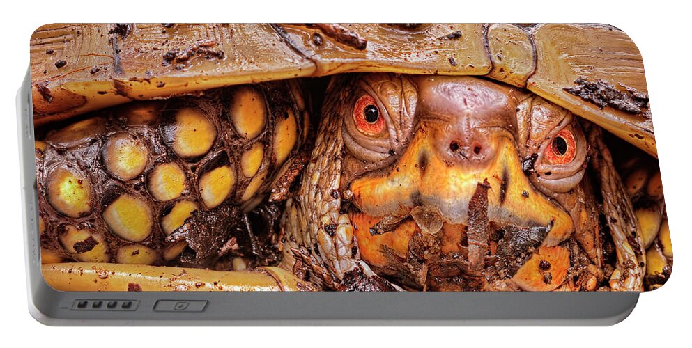 2012 Portable Battery Charger featuring the photograph Three-Toed Box Turtle by Robert Charity