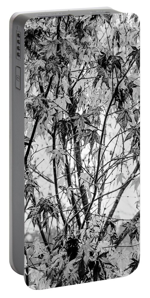 Carolina Portable Battery Charger featuring the photograph Through the Autumn Leaves Black and White by Debra and Dave Vanderlaan