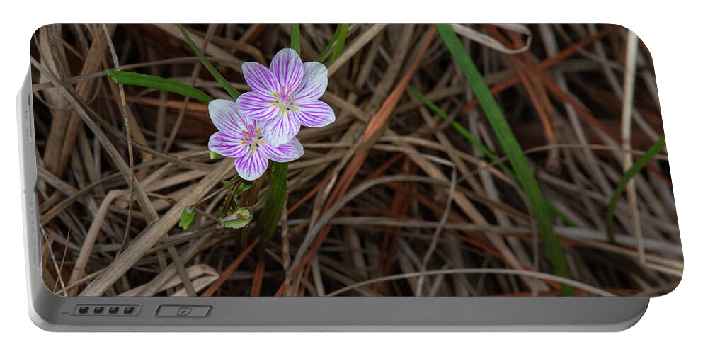 Bloom Portable Battery Charger featuring the photograph Tiny Spring Beauty Blossoms by Karen Rispin