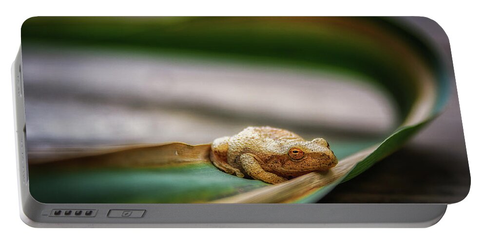 Toad Portable Battery Charger featuring the photograph Toad resting by Joann Long