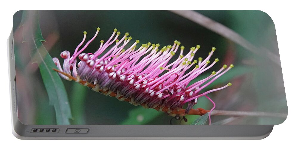 Grevillea Portable Battery Charger featuring the photograph Toothbrush Grevillea Flower by Maryse Jansen