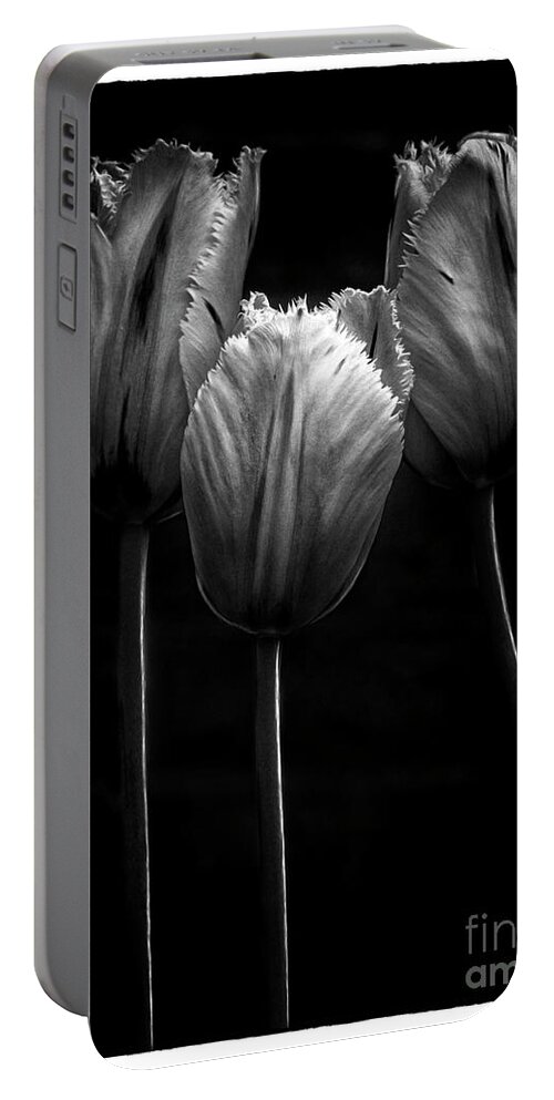 Tree Trio Tulips Strong Contrast Effective Black White Flowers Stylish Beautiful Delightful Pretty Exquisite Gorgeous Expressive Close Up Romantic Poetic Creative Minimalist Minimalism Impressions Attractive Charming Inspiration Singular Fabulous Fantastic Delicate Gentle Bold Mono Contemporary Impressive Stunning Elegant Tender Touching Passion Expressionistic Interpretative Evocative Romance Simplicity Togetherness Together Associative Spiritual Happy Aesthetic Idyllic Meaningful Sentimental Portable Battery Charger featuring the photograph TRIO TOGETHENESS-TREE Characters by Tatiana Bogracheva