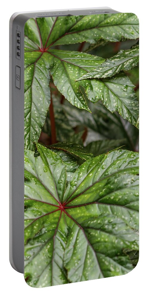 Leaves Portable Battery Charger featuring the photograph Tropical Leaves by Mary Anne Delgado