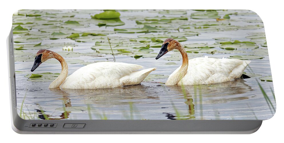 Trumpeter Swan Portable Battery Charger featuring the photograph Trumpeter Pair in Sherburne by Natural Focal Point Photography