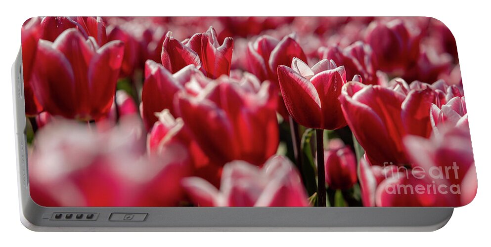 Tulip Portable Battery Charger featuring the photograph Tulip field by M Photographer