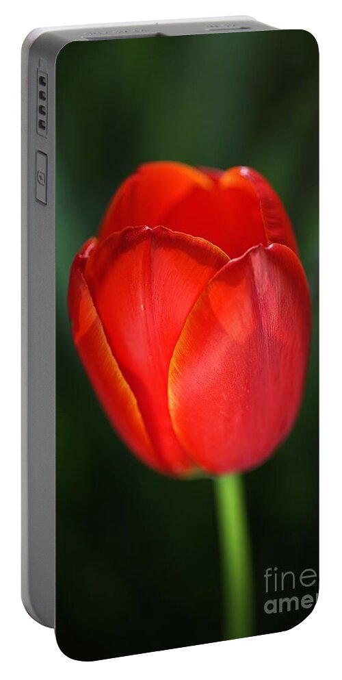 Tulip Portable Battery Charger featuring the photograph Tulip Red With A Hint Of Yellow by Joy Watson