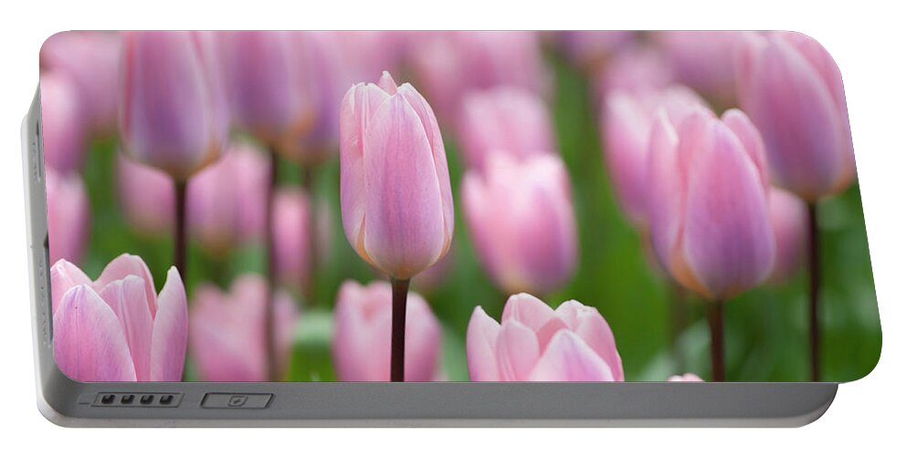 Jenny Rainbow Fine Art Photography Portable Battery Charger featuring the photograph Tulipa Light and Dreamy 4 by Jenny Rainbow