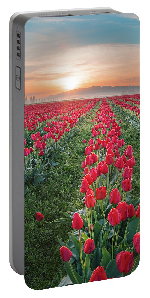 Tulips Portable Battery Charger featuring the photograph Tulips at Sunrise by Michael Rauwolf