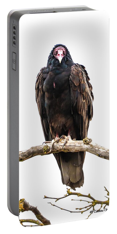 Birds Portable Battery Charger featuring the photograph Turkey Vulture by Tahmina Watson