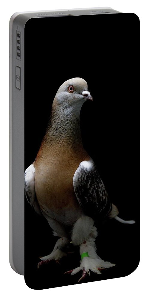 Pigeon Portable Battery Charger featuring the photograph Turkish Takla Pigeon by Nathan Abbott