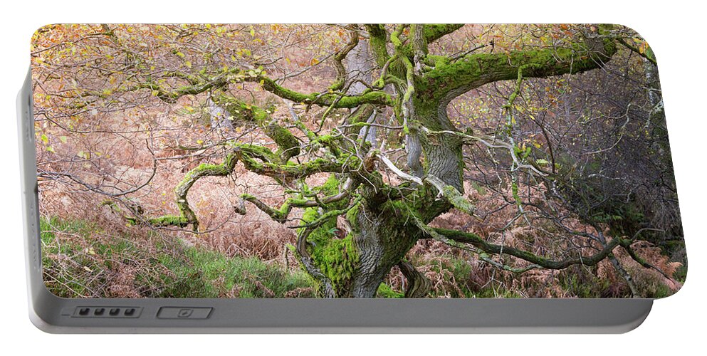 Twisted Portable Battery Charger featuring the photograph Twisted ancient oak tree in Autumn by Anita Nicholson