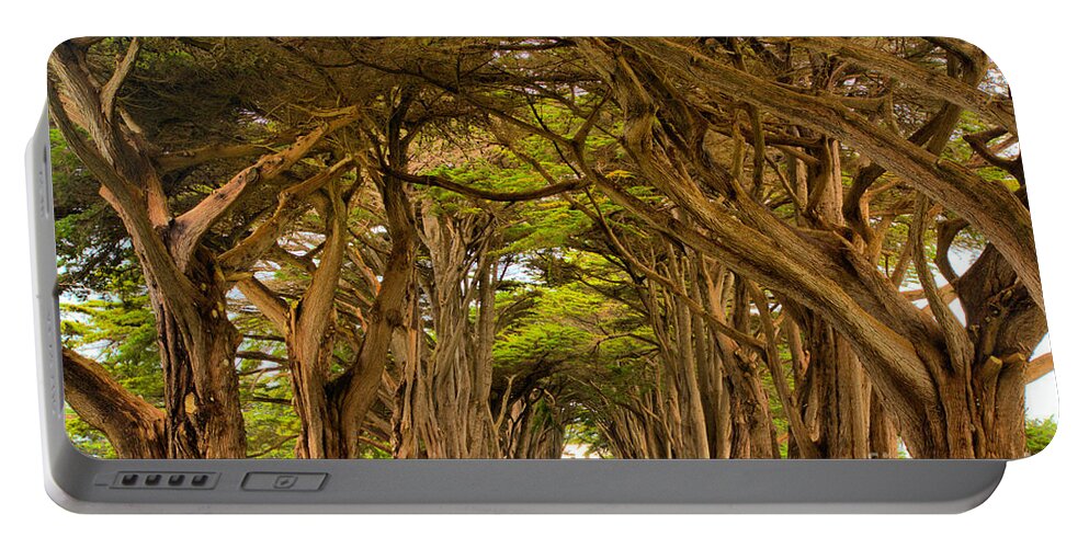 Point Reyes Portable Battery Charger featuring the photograph Twisted Point Reyes Cypress Tunnel by Adam Jewell