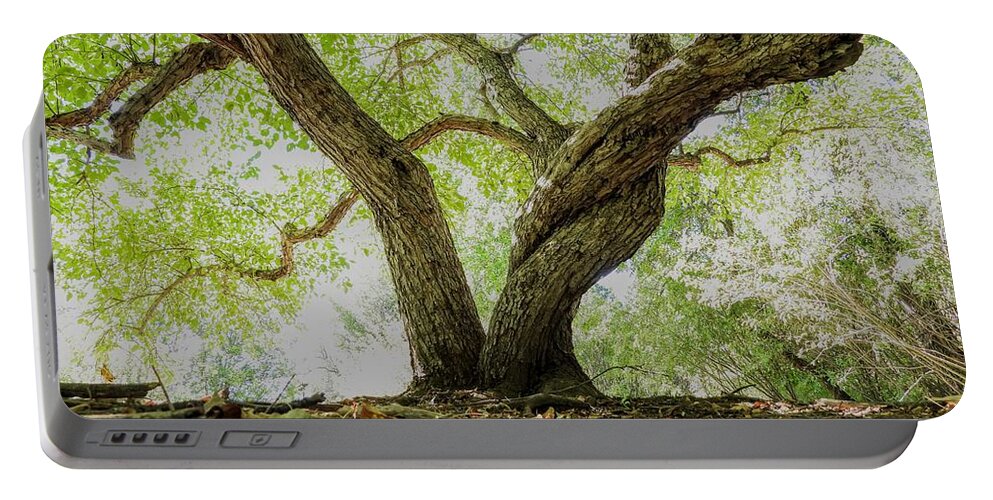 Tree Portable Battery Charger featuring the photograph Twisted Tree by Amanda R Wright