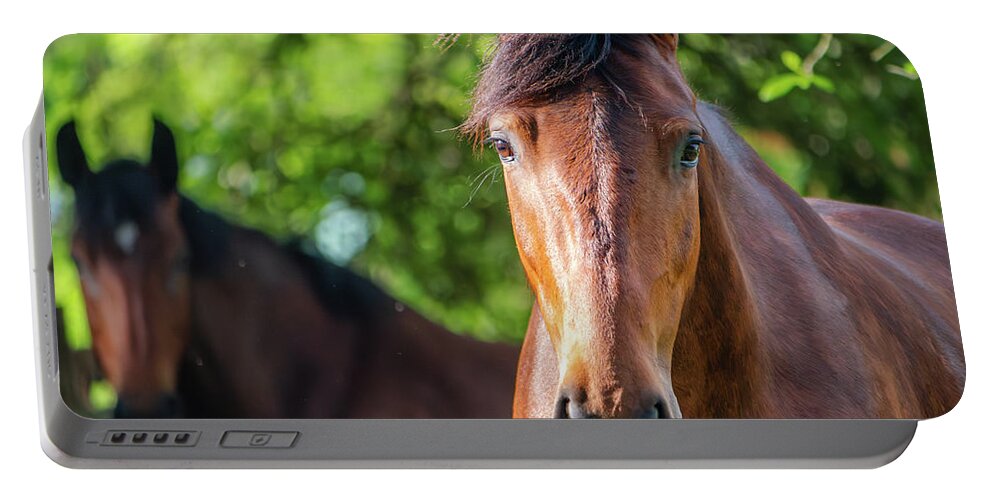 Horse Portable Battery Charger featuring the photograph Two Bay Horses on a May Day by Rachel Morrison