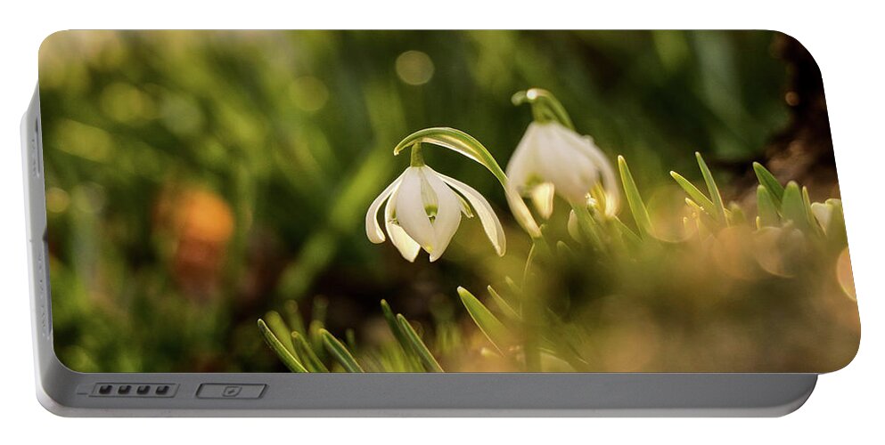Galanthus Nivalis Portable Battery Charger featuring the photograph Galanthus nivalis at spring by Vaclav Sonnek
