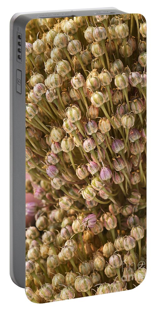 Two Garlic Flowers Ageing Portable Battery Charger featuring the photograph Two Garlic Flowers Ageing by Joy Watson