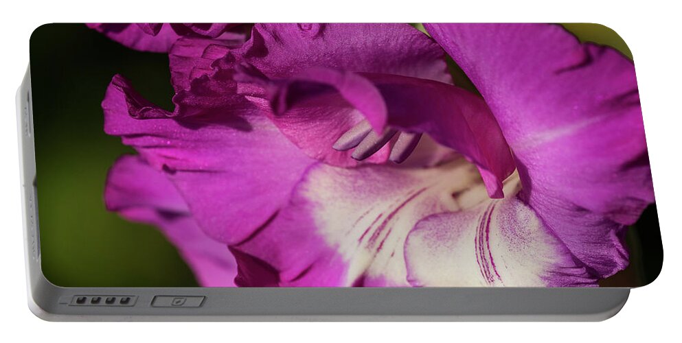 Astoria Portable Battery Charger featuring the photograph Two Tone Gladiolus by Robert Potts