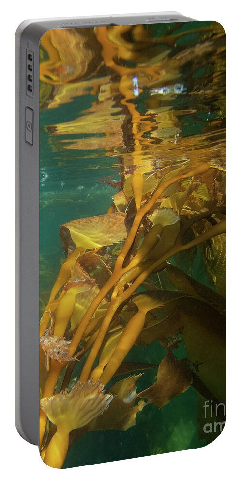 Alaska Portable Battery Charger featuring the photograph Underwater in the Giant Kelp Forest by Nancy Gleason