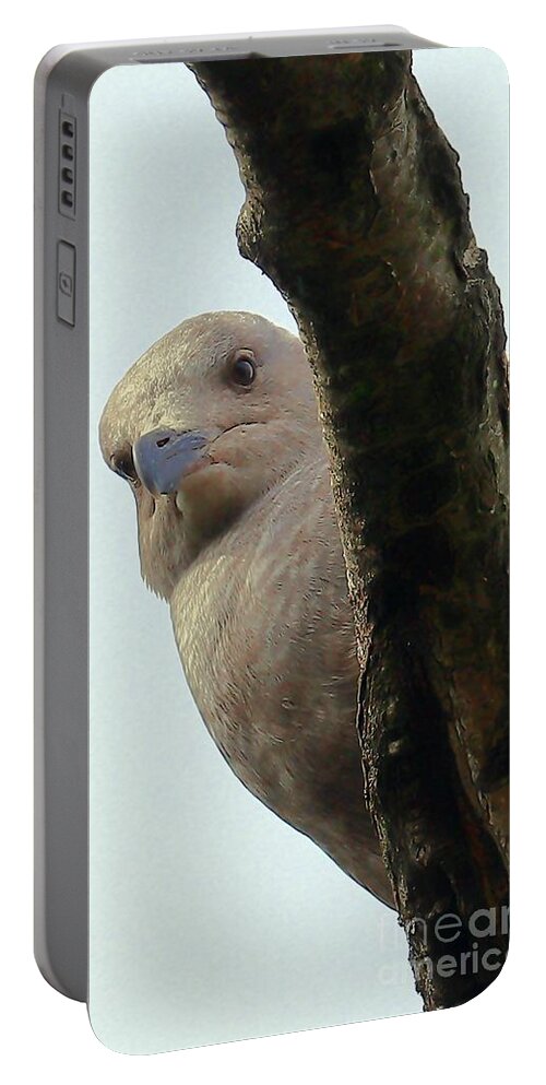 Seagull Portable Battery Charger featuring the photograph Unmitigated Gull by Kimberly Furey