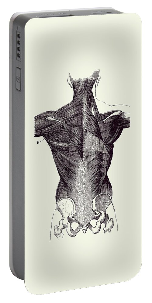 Back Muscles Portable Battery Charger featuring the drawing Upper Body Muscular System - Backside - Vintage Anatomy 2 by Vintage Anatomy Prints