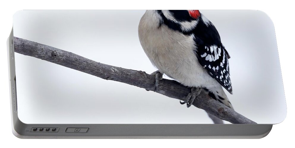 Bird Portable Battery Charger featuring the photograph Upward Glance by Art Cole