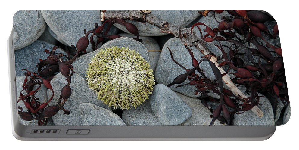 Animal Portable Battery Charger featuring the photograph Urchin and Kelp on Rocks by Nancy Gleason