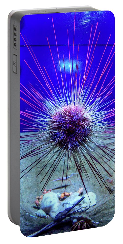 Sea Urchin Portable Battery Charger featuring the photograph Urchin by Eric Hafner
