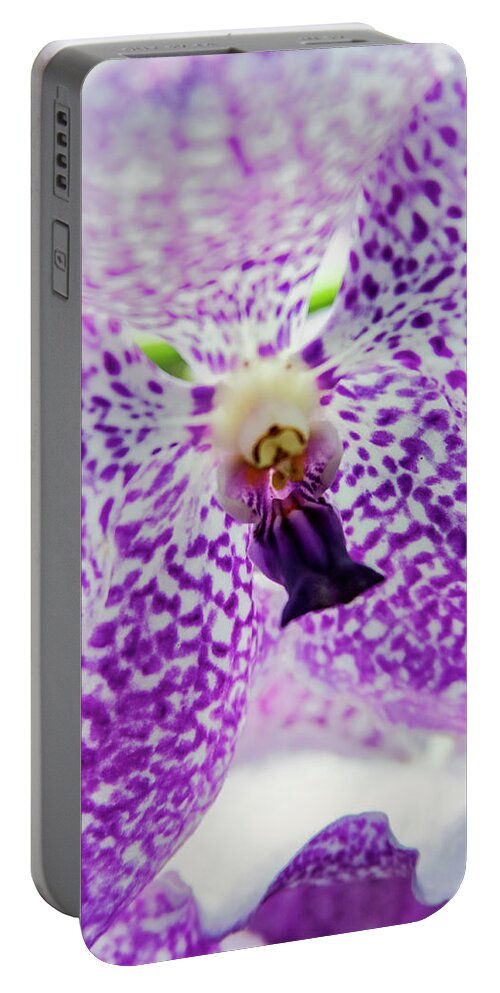 Singapore Portable Battery Charger featuring the photograph Vanda Orchid by Tanya Owens
