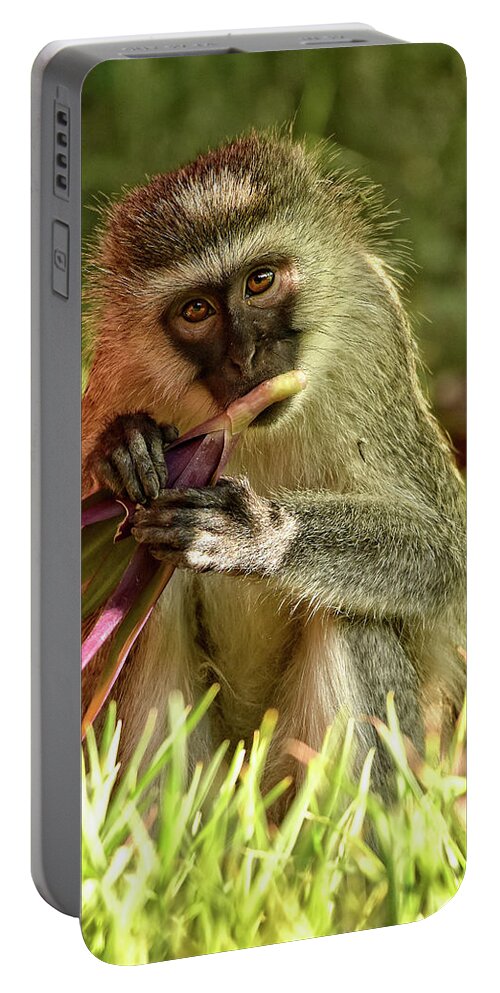 Africa Portable Battery Charger featuring the photograph Vervet Monkey in Kenya by Mitchell R Grosky
