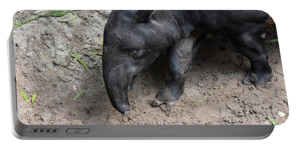 Tapir Portable Battery Charger featuring the photograph Vibrant wild bairds tapir walking around by DejaVu Designs
