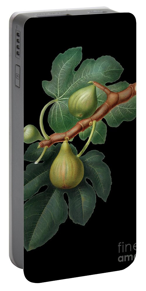 Vintage Portable Battery Charger featuring the mixed media Vintage Fig Botanical Art on Solid Black n.0295 by Holy Rock Design