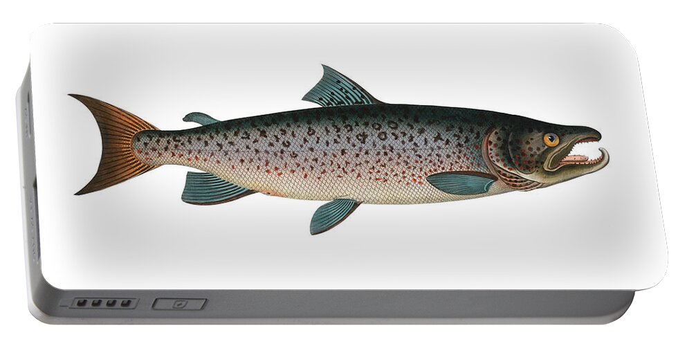 Illustration Portable Battery Charger featuring the digital art Vintage Fish Illustration - Atlantic Salmon by Studio Grafiikka