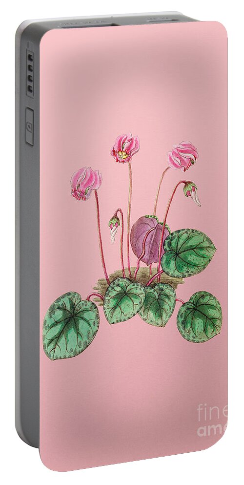 Holyrockarts Portable Battery Charger featuring the mixed media Vintage Shore Cyclamen Flower Botanical Illustration on Pink by Holy Rock Design
