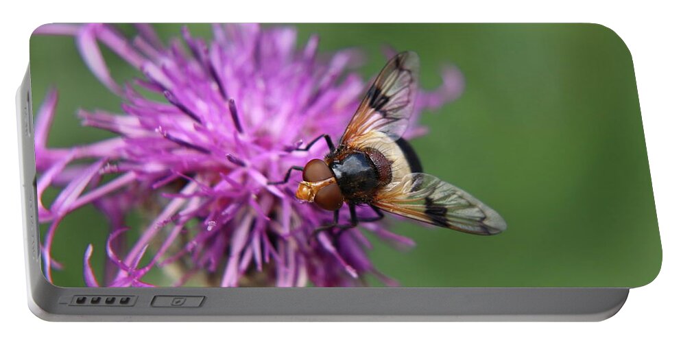 Volucella Pellucens Portable Battery Charger featuring the photograph Volucella pellucens sitting and standing on red clover trying find some sweet by Vaclav Sonnek