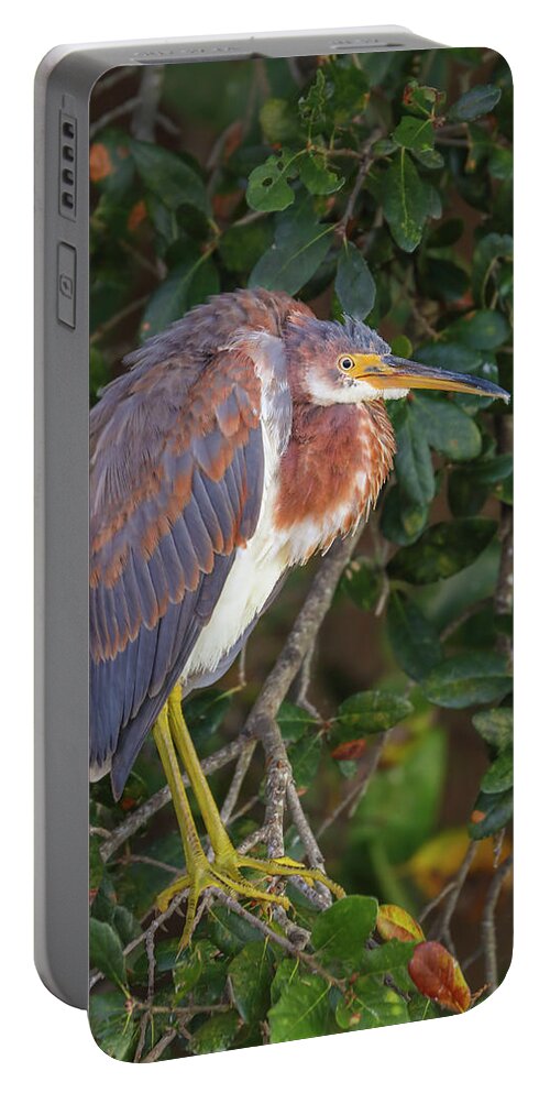Tricolored Heron Portable Battery Charger featuring the photograph Wakodahatchee Wetlands Tricolored Heron by Juergen Roth