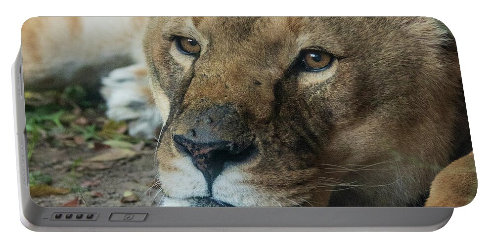Zoo Boise Portable Battery Charger featuring the photograph Watchful Rest by Melissa Southern