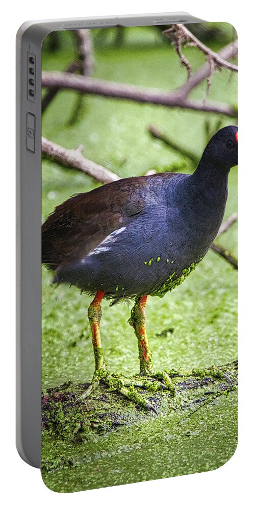 Bird Portable Battery Charger featuring the photograph Water Foul by Rene Vasquez