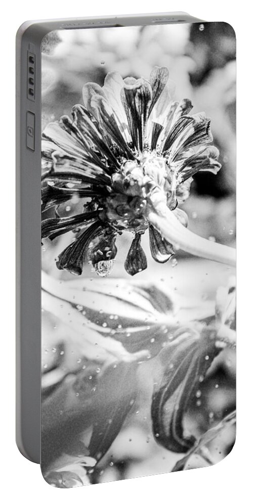 Zinnia Elegans Portable Battery Charger featuring the photograph Watered Flower by W Craig Photography