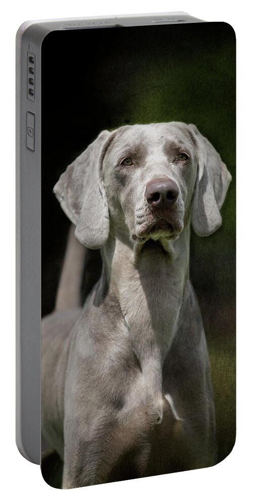 Weimaraner Portable Battery Charger featuring the photograph Weimaraner Portrait by Diana Andersen