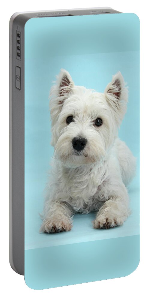West Highland White Terrier Portable Battery Charger featuring the photograph Westie on Blue by Warren Photographic