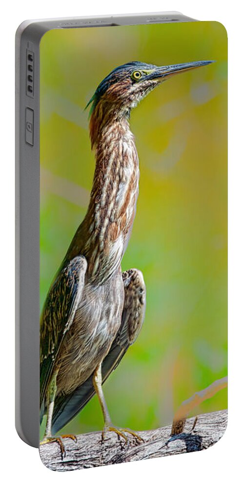 Birds Portable Battery Charger featuring the photograph Wet and Wild by Judy Kay