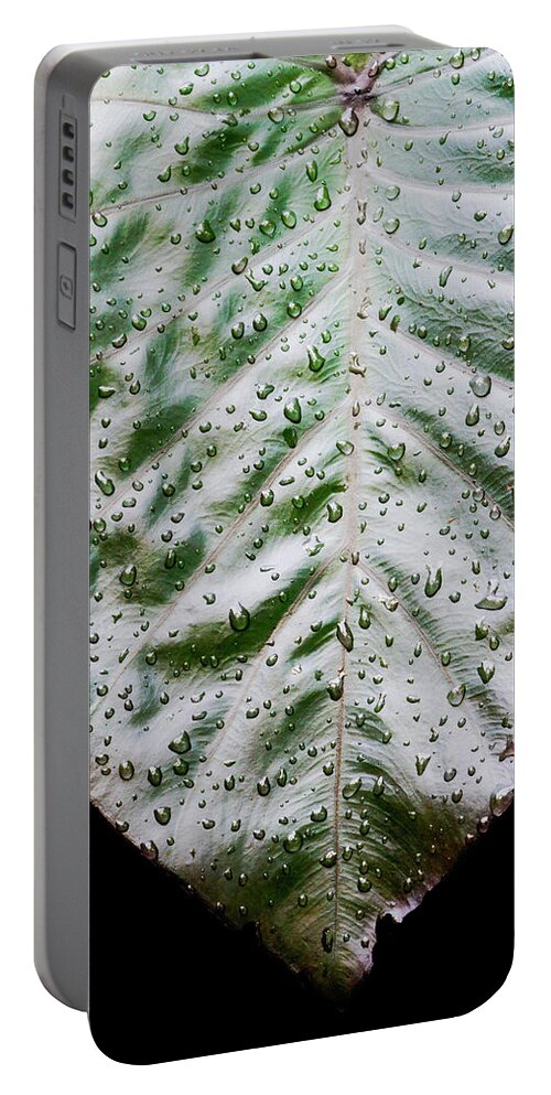 Elephant Ear Portable Battery Charger featuring the photograph Wet Elephant Ear Plant In Morning Light by Gary Slawsky