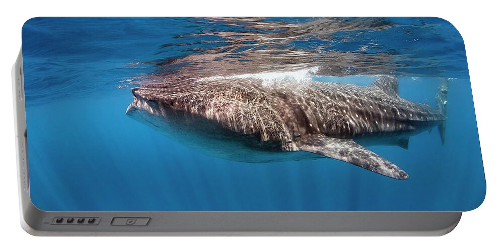 Holbox Portable Battery Charger featuring the photograph whale shark - Rhincodon typus by Olivier Parent