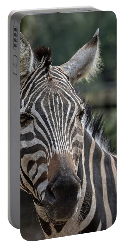 Zebra Portable Battery Charger featuring the photograph Whatcha lookin at by M Kathleen Warren