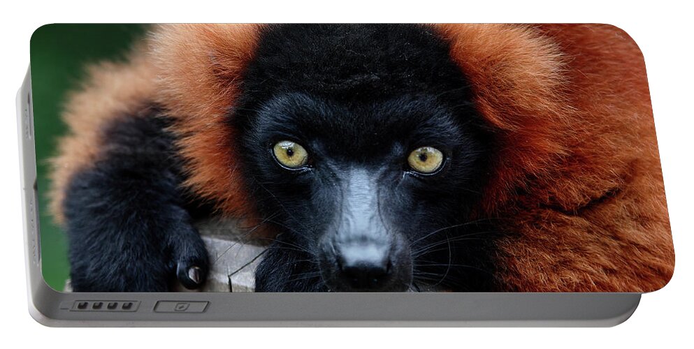 Red Ruffed Lemur Portable Battery Charger featuring the photograph Whatchya Lookin At by Lens Art Photography By Larry Trager
