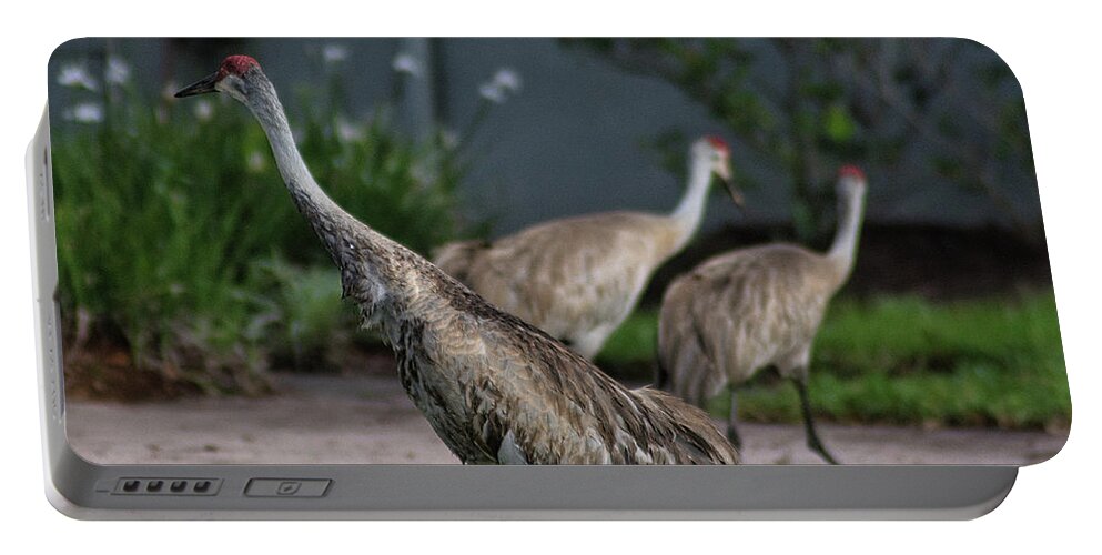 Bird Portable Battery Charger featuring the photograph When Cranes Visit by Portia Olaughlin
